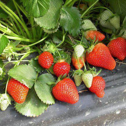 Саженец клубники Floretta ранняя (1756340938)