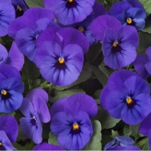Семена цветов Виола рогатая Takii Floral Power F1 Deep Blue 250 шт. (BN11028-2)