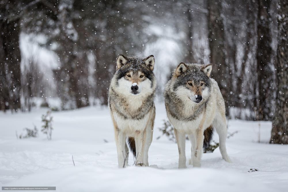 Картина на холсте Волки 30х40 см (T155)