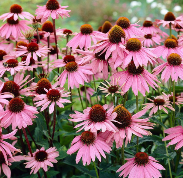 Насіння Ехінацея Riva Trade Професійне насіння ТД Гекса-Україна 02-02-028 0,3 г (IR002916) Насіння Ехінацея Riva Trade Професійне насіння ТД Гекса-Україна 02-02-028 0,3 г (IR002916)