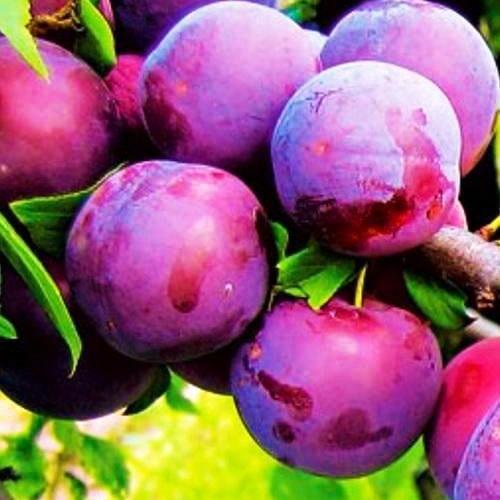 Сажанец Алыча Обильная летний сорт средний срок созревания (25928)