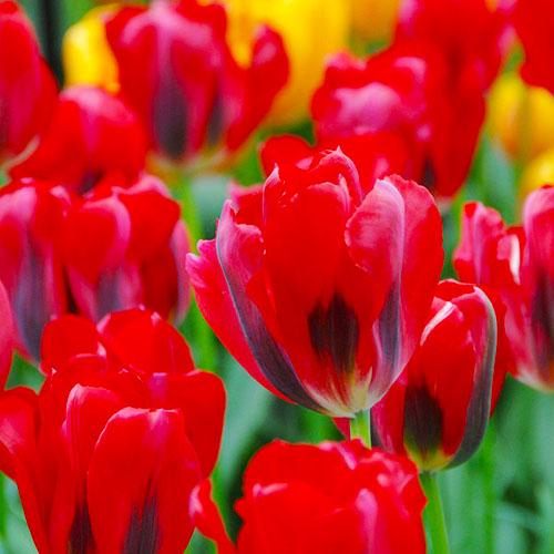 Тюльпан Florium Pimpernel (17994) - фото 2 Тюльпан Florium Pimpernel (17994) - фото 2