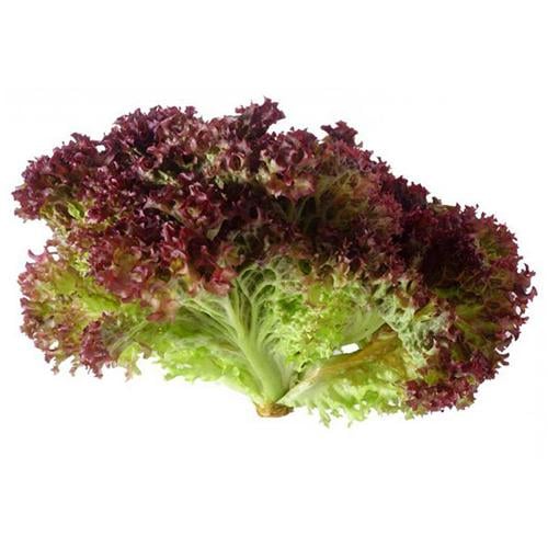 Насіння Салат Лолло Россо ТМ Агроном 0,5 г ТД Гекса-Україна 01-26-047 (IR01462)