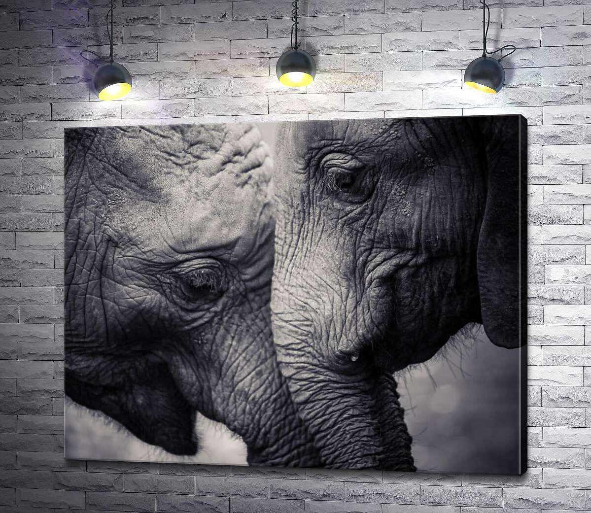 Картина ArtPoster Двое серых слонов ластятся друг к другу 100x80 см Модуль №1 (003403) Картина ArtPoster Двое серых слонов ластятся друг к другу 100x80 см Модуль №1 (003403)
