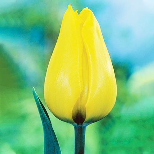 Тюльпан Florium Gold West (15129)