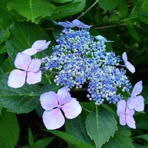 Саджанець гортензії крупнолистної Hydrangea macrophylla Mariesii Perfecta Р9 (1531750880) - фото 2