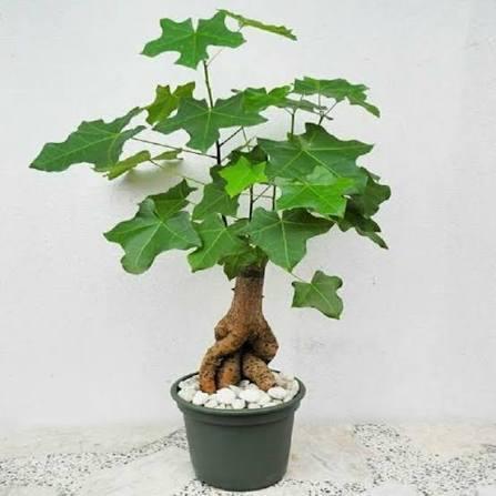 Екзотичні паростки Брахіхітону 15 см (2916171235)