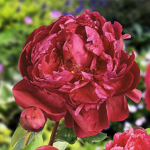 Півонія Florium Red Sarah Bernhardt (Fiona)