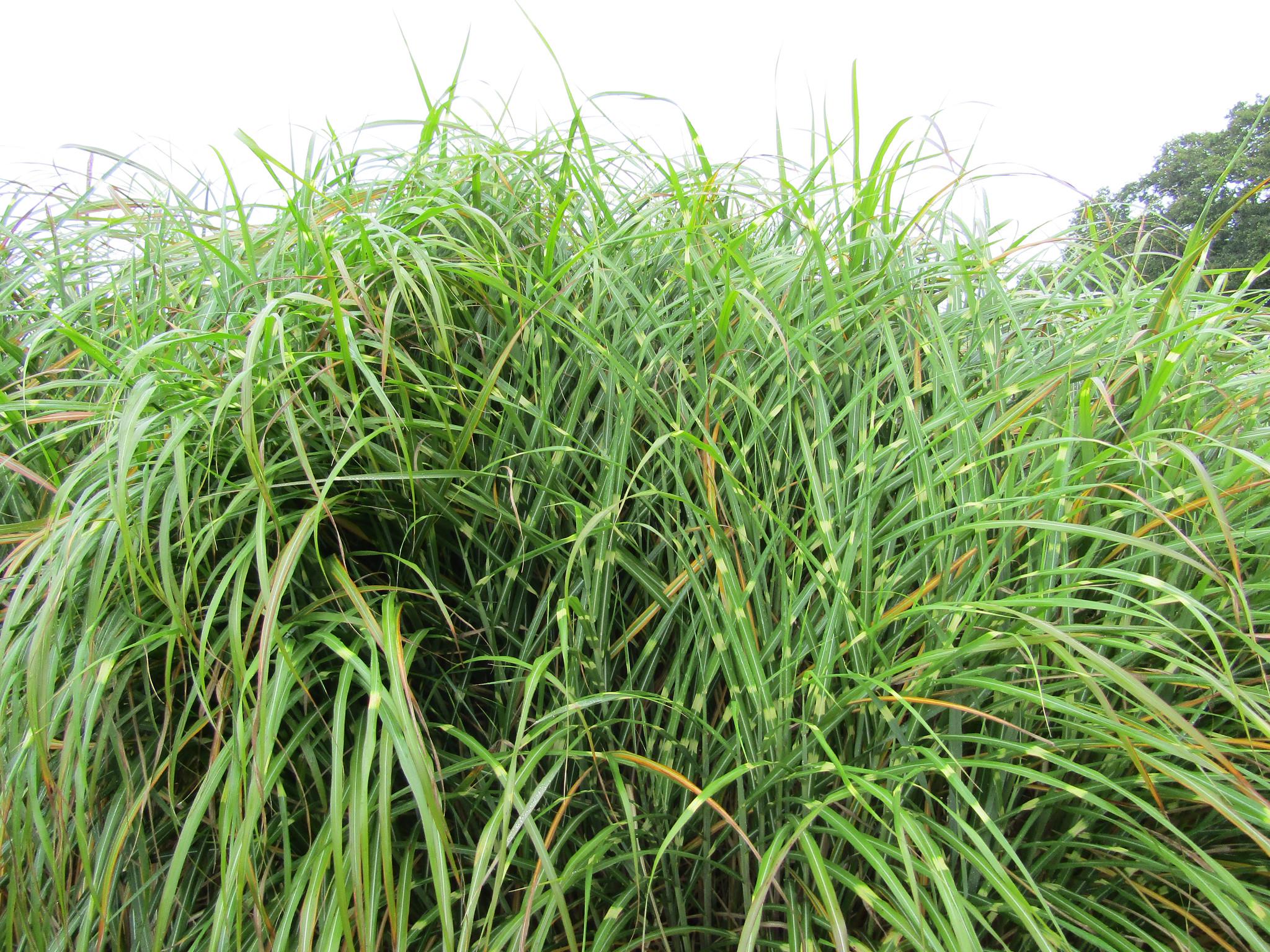 Саженец Мискантус китайский Пунктхен Miscanthus sinensis Punktchen 3 шт.