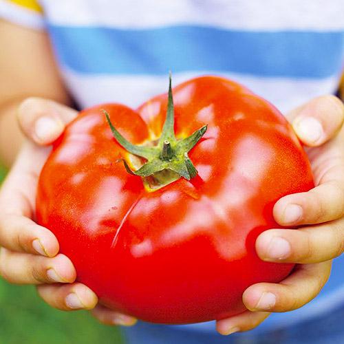 Семена Томат Florium Чудо землі (17314)