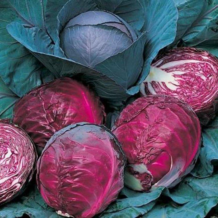 Насіння капусти червоноголова Bejo Zaden Прім'єро F1 2500 шт. (39590) - фото 2 Насіння капусти червоноголова Bejo Zaden Прім'єро F1 2500 шт. (39590) - фото 2