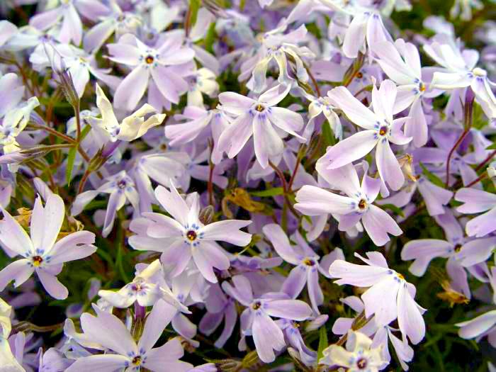 Флокс шиловидный Dobrodar Г.Ф.Вильсон Phlox G.F.Wilson 3 шт. (38295323)