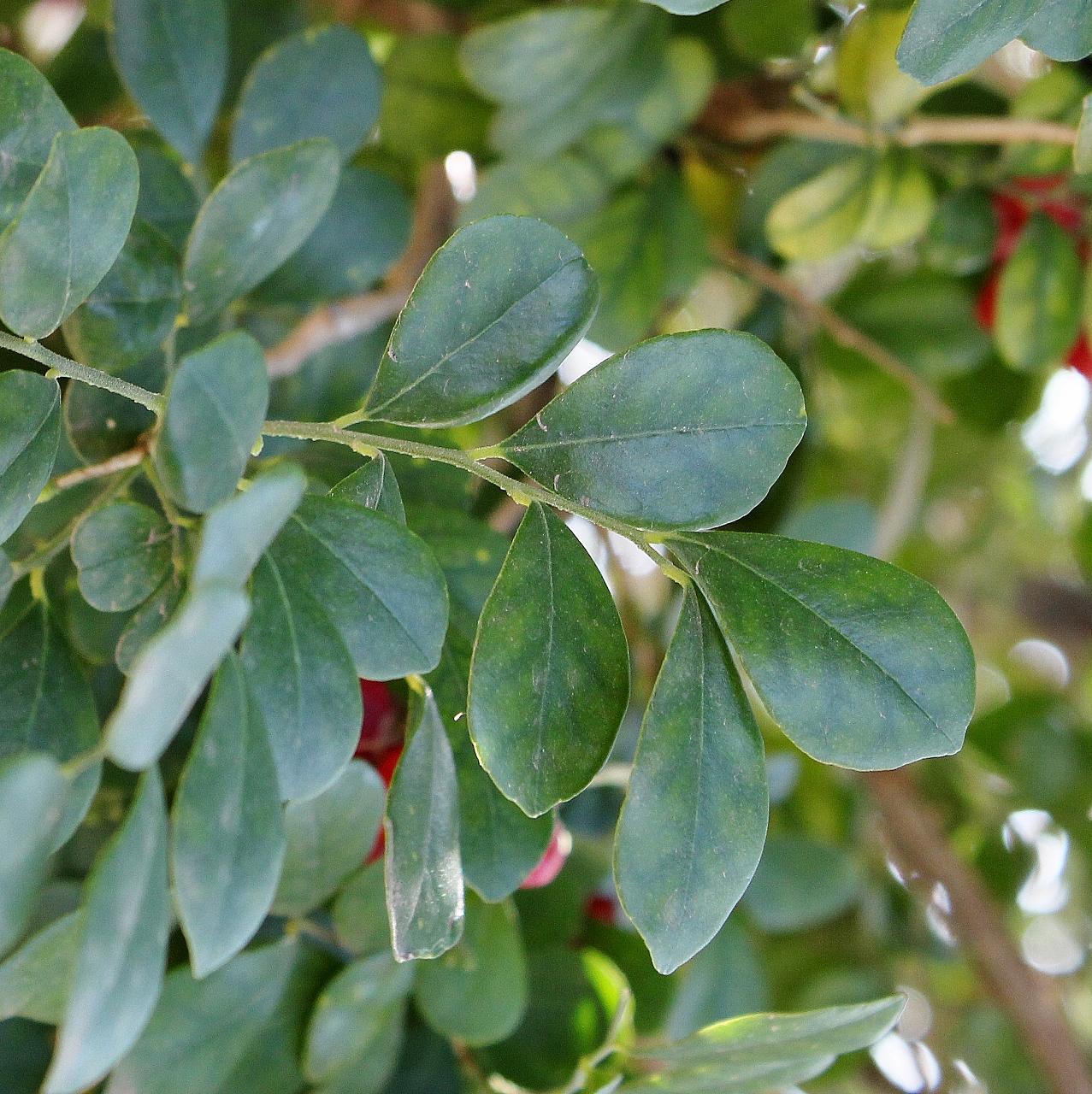 Муррайя метельчатая Murraya paniculata - фото 4