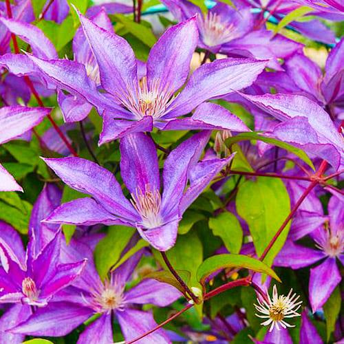 Клематис Dorothy Walton Florium