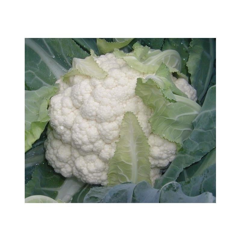 Семена Капуста Цветная Clause NAUTILUS F1 10000 шт. (2289240395)