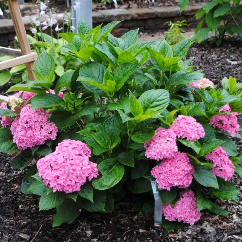 Саженец гортензии крупнолистной Hydrangea macrophylla You and Me Perfection Р9 (1736856586) - фото 2