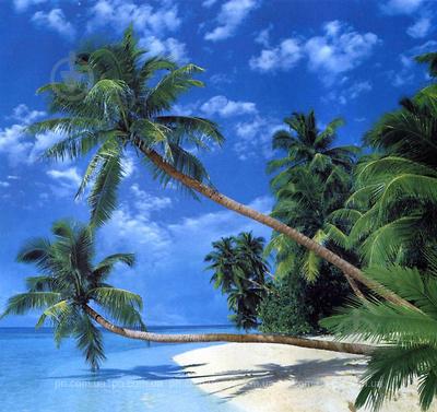 Фотообои Ника Тайны Джунглей  196х210