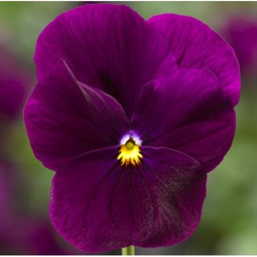 Семена цветов Виола рогатая Penny Violet Syngenta 25 шт. (BN03729-4)