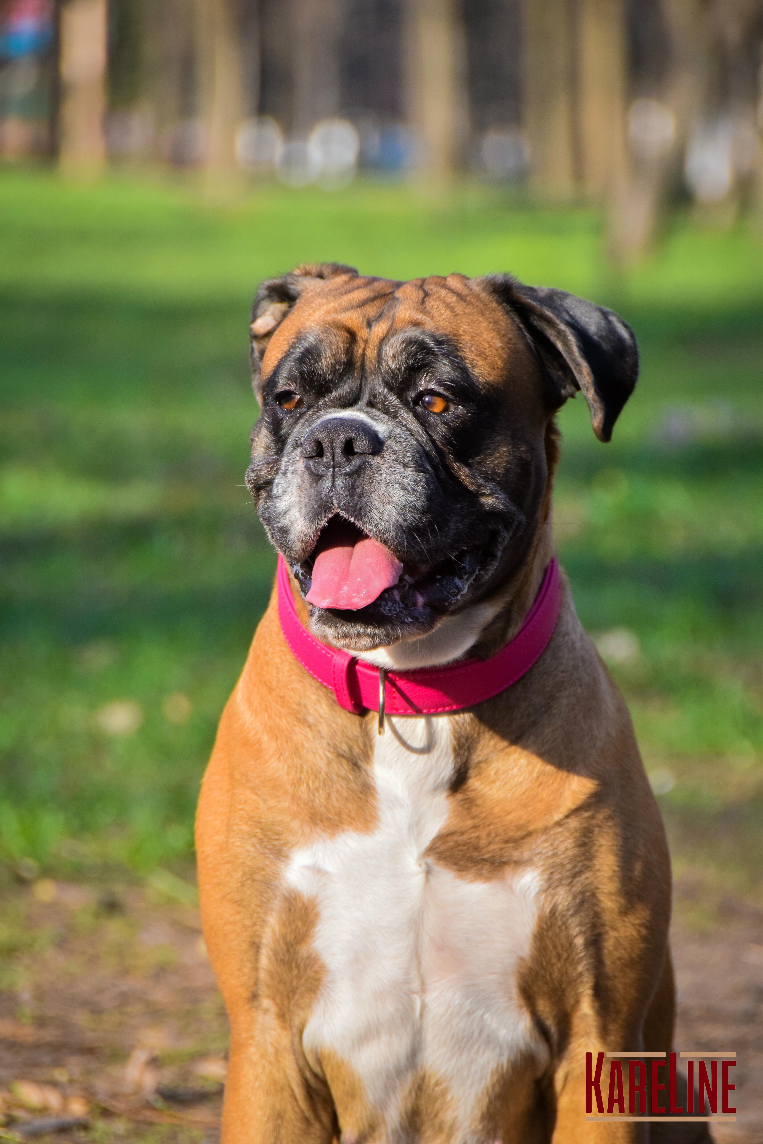 Ошейник KareLine из натуральной кожи 16 мм 260-310 мм Розовый (8021/4) - фото 2 Ошейник KareLine из натуральной кожи 16 мм 260-310 мм Розовый (8021/4) - фото 2