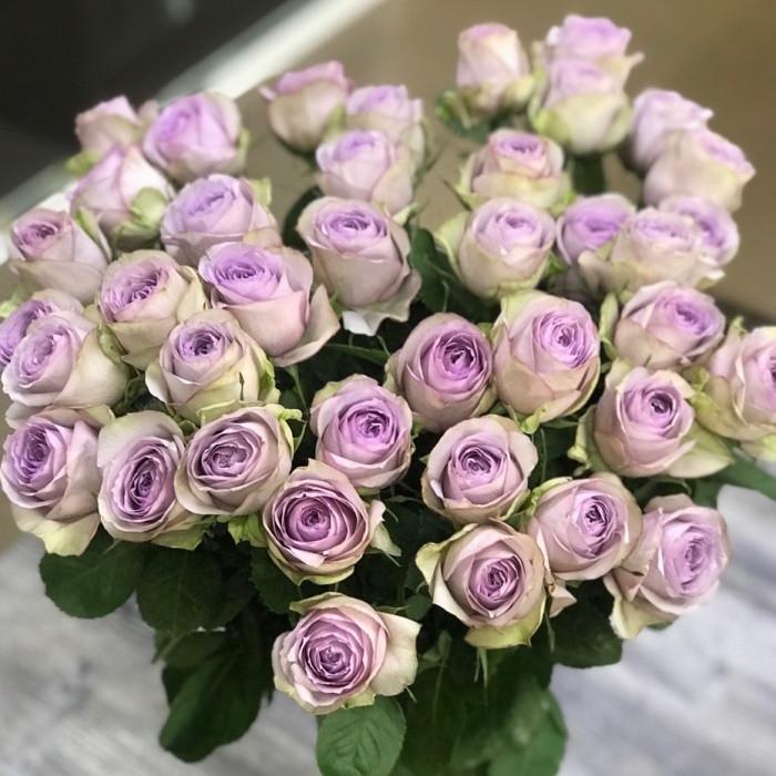 Роза Lullaby Спрей в контейнере (2669455708)