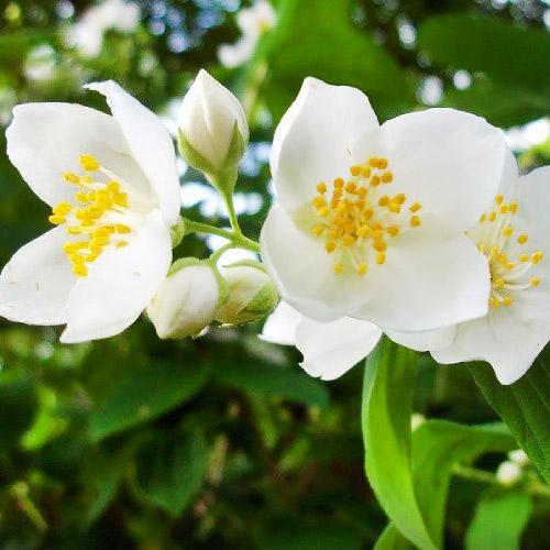 Чубушник Lemoinei Florium - фото 2 Чубушник Lemoinei Florium - фото 2