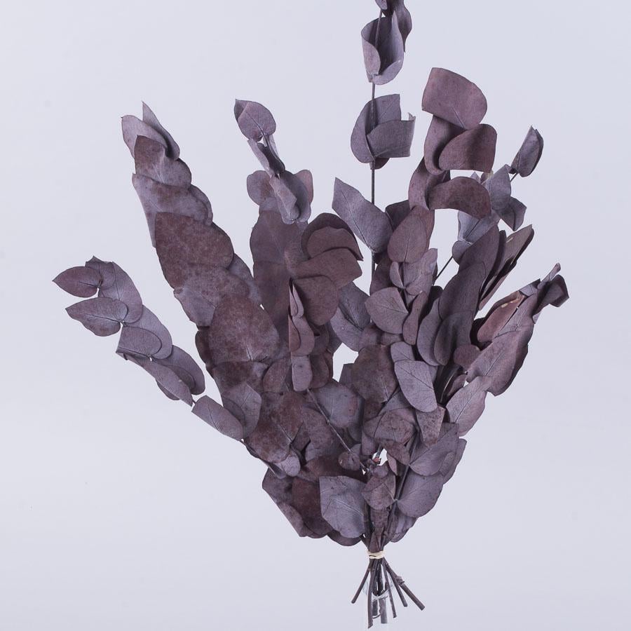 Сухоцвіт евкаліпт стабілізований (ST00203)