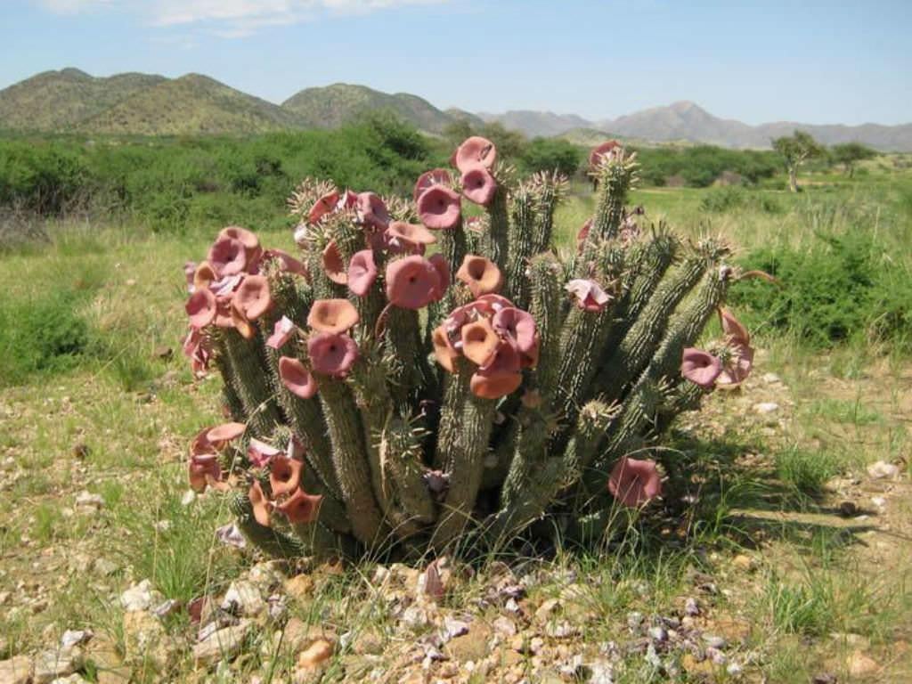 Насіння Худія Лугарді Hoodia curroriii 2 шт./уп. - фото 9