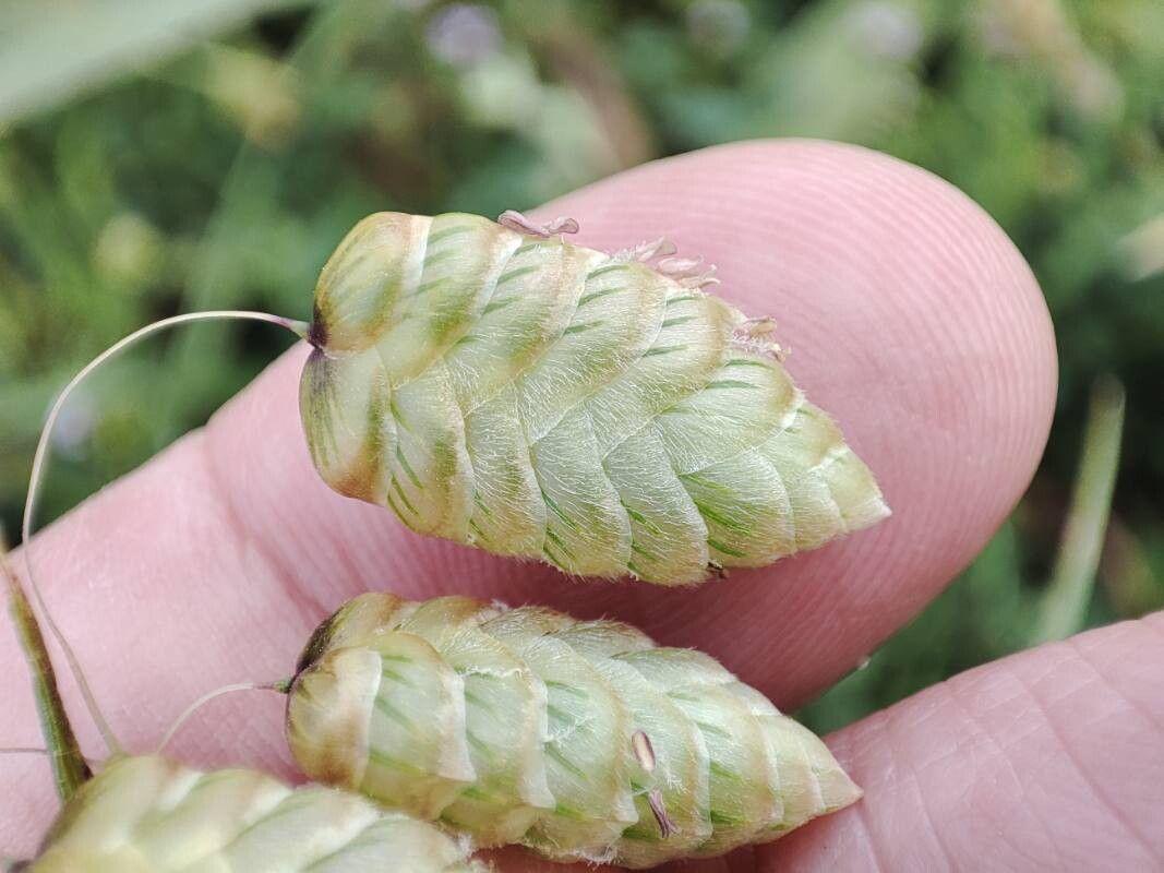 Насіння Бриза Максима 0,25 г трясунка декоративна злакова однорічна Briza maxima сухоцвіт For Hobby GL Seeds - фото 4