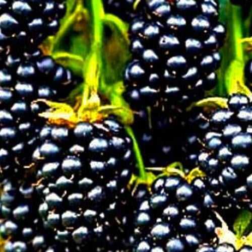 Сажанець Ожина рання Торн Фрі Thornfree (20752)