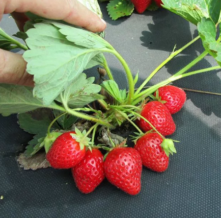 Саджанець полуниці Anabelle ремонтантна соковита (1896538497) - фото 2 Саджанець полуниці Anabelle ремонтантна соковита (1896538497) - фото 2