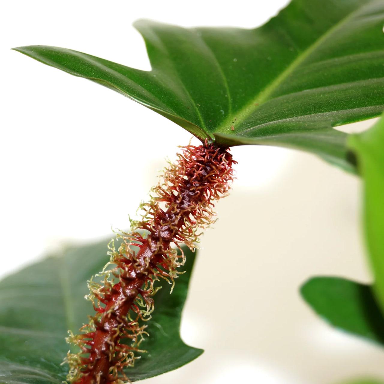 Филодендрон Сквамиферум (28446809) - фото 2