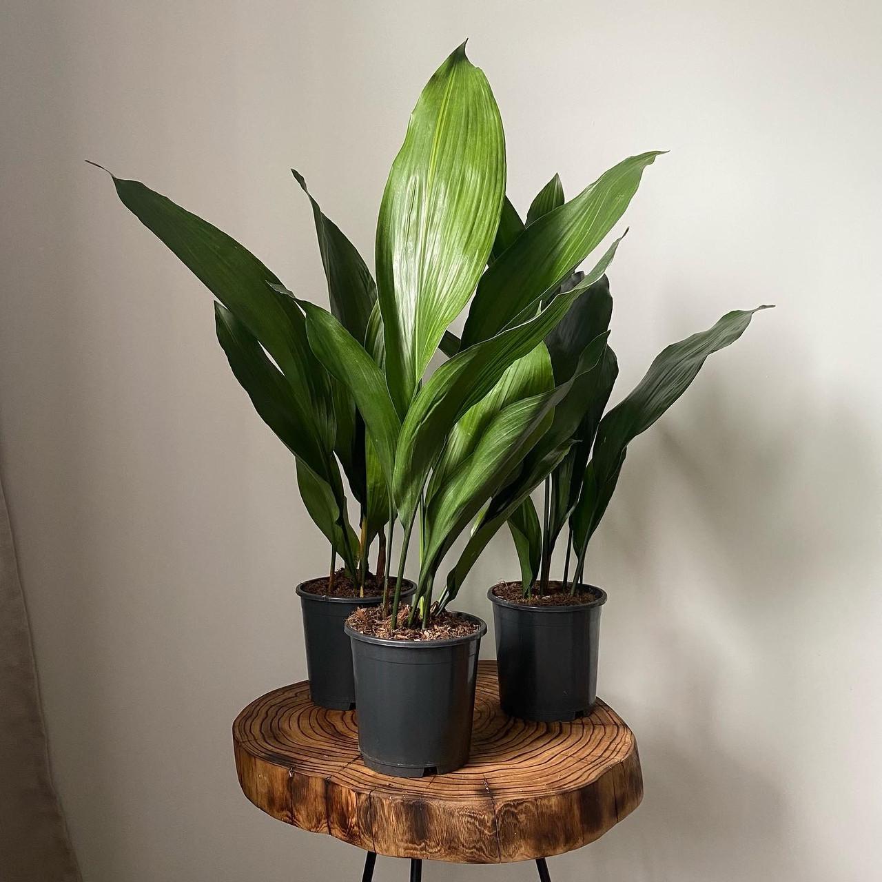 Аспидистра 14/60 см (2680220904) - фото 2