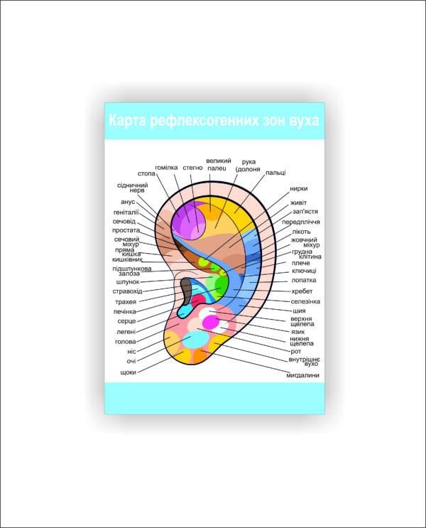 Плакат Vivay "Карта рефлесогенных зон уха" 30х40 см (25787651)