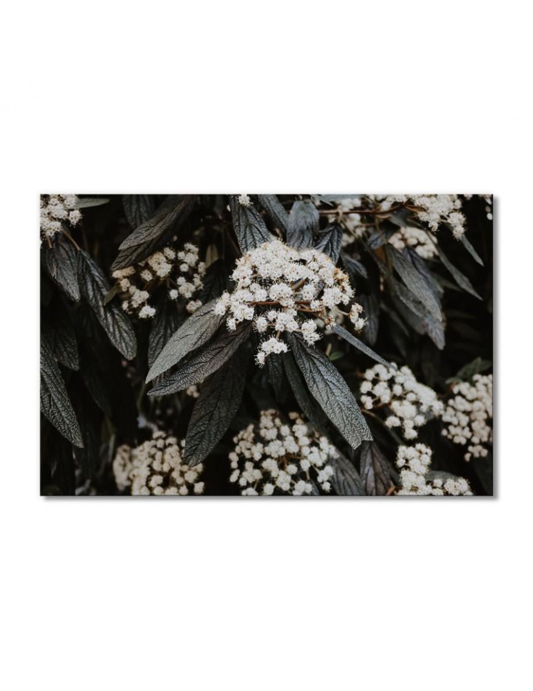 Картина модульная Растение бурачок 1 модуль 80x120 см