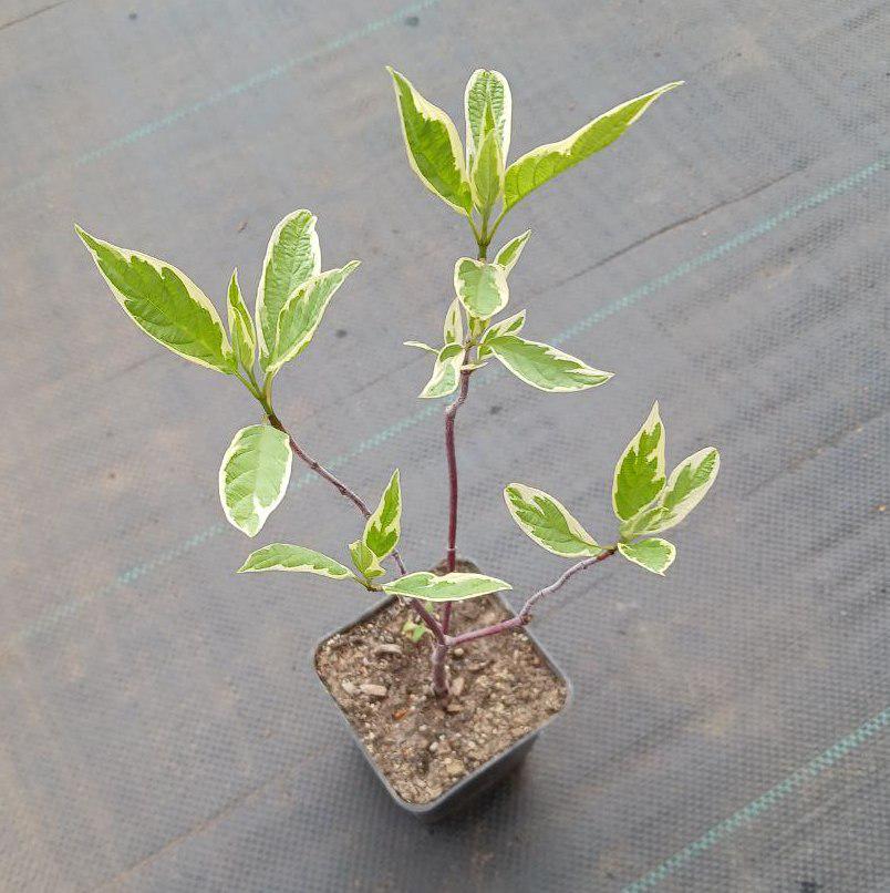 Дерен белый Элегантиссима Cornus alba Elegantissima Р9