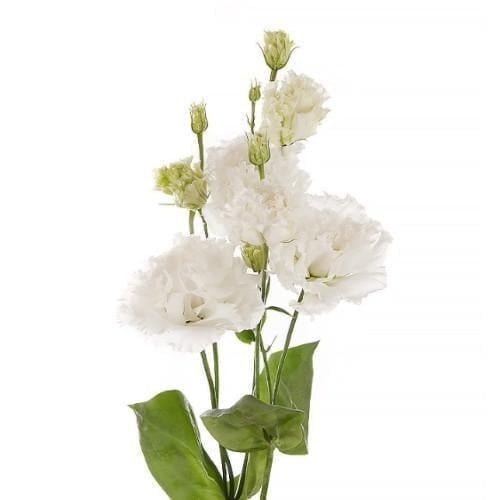 Семена цветов Эустома Лизиантус Alissa Sakata 2 Pure White Sakata 50 шт. (BN13264-3)