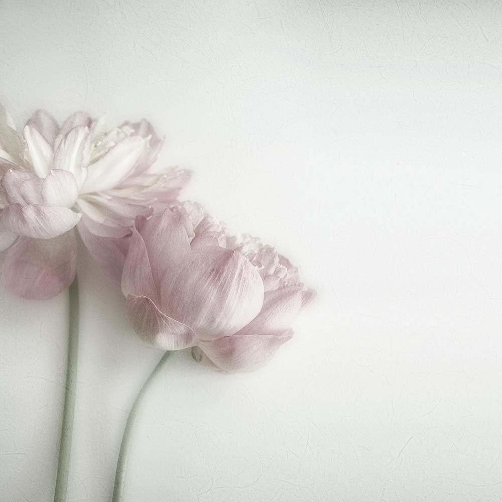 Фотообои Artside Нежные тюльпаны 281532269