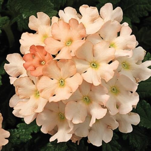 Семена цветов Вербена Tuscany F1 Peach Syngenta 250 шт. (BN02774-2)