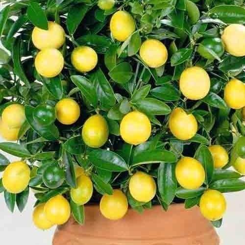 Сажанец Лимон Павловский (24027)