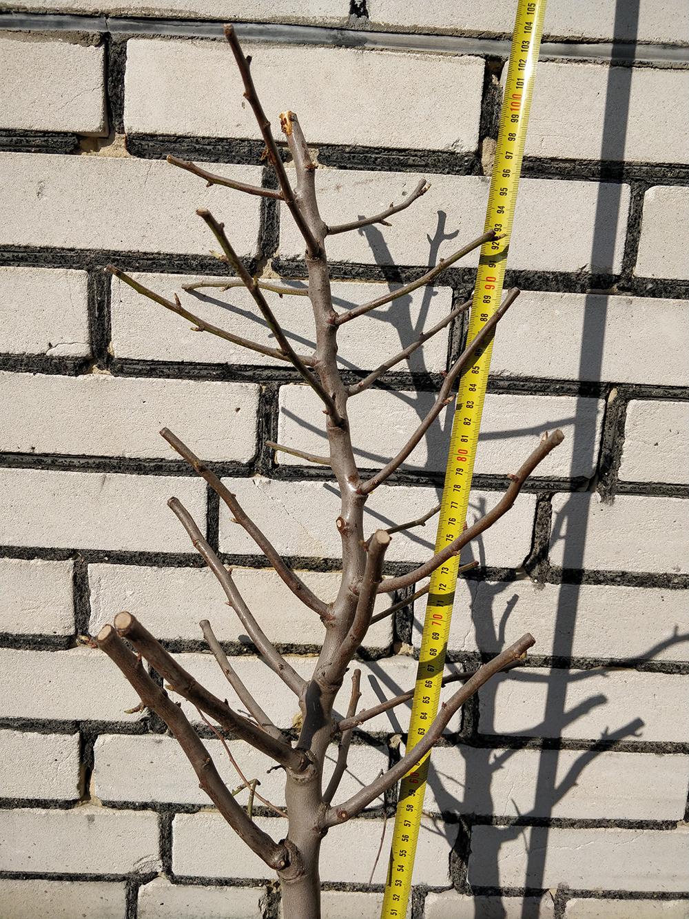 Миндаль сорт Виктория 2-летний (14896122) - фото 4 Миндаль сорт Виктория 2-летний (14896122) - фото 4