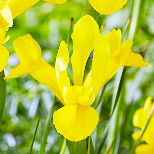 Ірис Florium Hollandica Golden Harvest (18570)