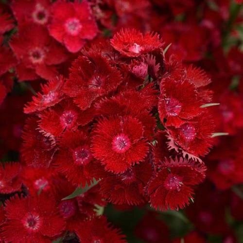Семена цветов Гвоздика межвидовая Rockin Red PanAmerican 5 шт. (BN08329-4)