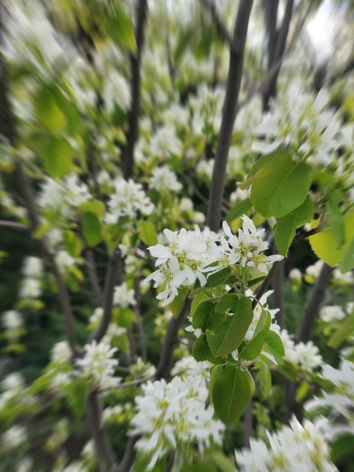 Саджанці Ірга (7010473) - фото 2 Саджанці Ірга (7010473) - фото 2