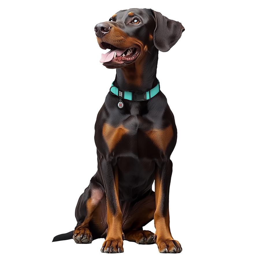 Нашийник для собак водостійкий Waudog Magnet магнітна пряжка-фастекс L 25 мм 34-49 см Turquoise (279627) - фото 4 Нашийник для собак водостійкий Waudog Magnet магнітна пряжка-фастекс L 25 мм 34-49 см Turquoise (279627) - фото 4