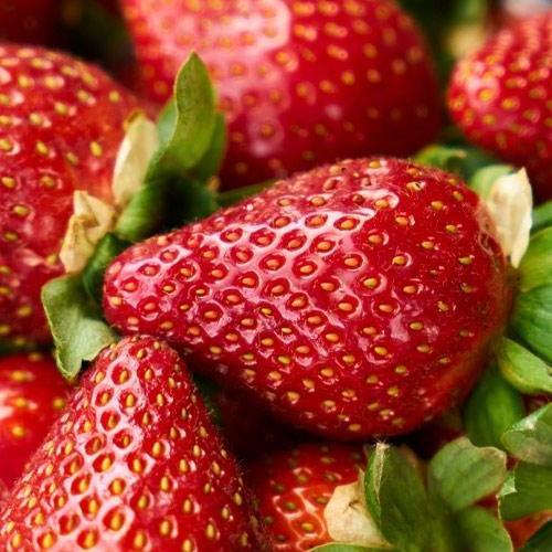 Сажанец Клубника Мадлен Madlen ранний срок созревания сорт стойкий к различным заболеваниям 5 шт. (71886)