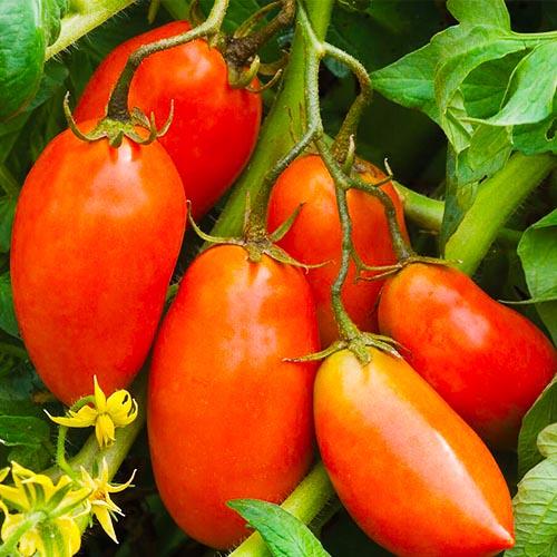 Насіння Томат Florium Червона Капія (18767)