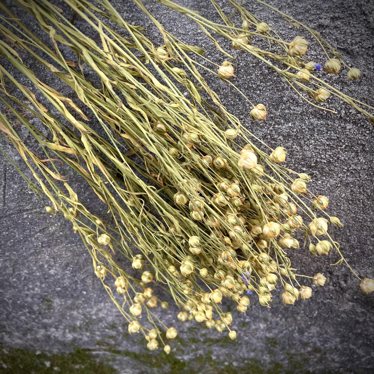 Отборные стебли льна сухоцветы натуральные 100 шт. (2298330152) - фото 3 Отборные стебли льна сухоцветы натуральные 100 шт. (2298330152) - фото 3