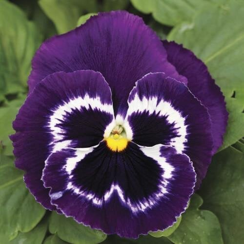 Семена цветов Виола Mammoth Viva La Violet Syngenta 25 шт. (BN03264-4)