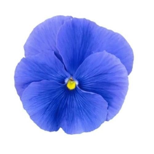Семена цветов Виола Premier True Blue Sakata 50 шт. (BN07121-3)