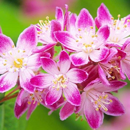 Дейция Florium Strawberry Fields (4088) - фото 2